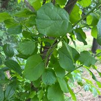 ツルウメモドキの画像