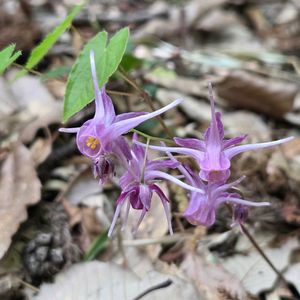 キランソウ,カタクリの花,山野草,久しぶりの投稿,NO GREEN  NO LIFEの画像
