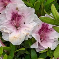 アザレア,アザレアの画像