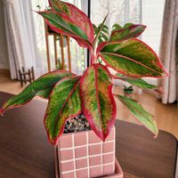 アグラオネマ,観葉植物の画像