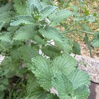 レモンバームの画像