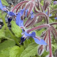 ボリジ,キュンキュン乙女倶楽部,木曜モフモフ,キュンキュン乙女倶楽部No.279,2018年同期集まれ♪の画像