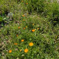 雑草,日記,こぼれ種,自己流,無農薬の画像