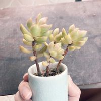 黄麗,月の王子の画像