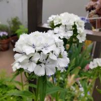 ナデシコ,撫子,美女撫子,種まきっ子,種からの画像