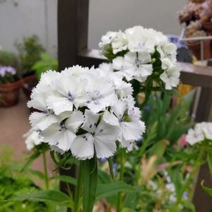 ナデシコ,撫子,美女撫子,種まきっ子,種からの画像