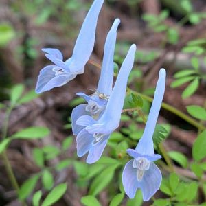 ヤマエンゴサク,山延胡索,ヤブエンゴサク,藪延胡索,雑草の画像