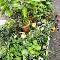 ディモルフォセカ,デージー,パンジー,都忘れ,原種チューリップの画像