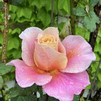 ツルニチニチソウ,バラ,ミヤコワスレ,赤い薔薇,ディスタント・ドラムスの画像