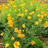 コデマリ,シロタエギク,ハナビシソウ,ヒルザキツキミソウ,バラ コウシンバラの画像