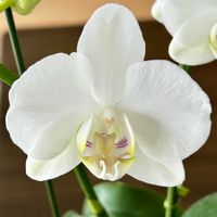 胡蝶蘭,室内,乙女色クラブ,お気に入りです♬,愛しい命の画像