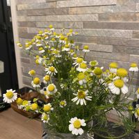 カモミール,カモミールの画像