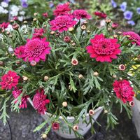 ムスカリ,ビオラ,ボンザマーガレット,花のある暮らし,今日のお庭の画像