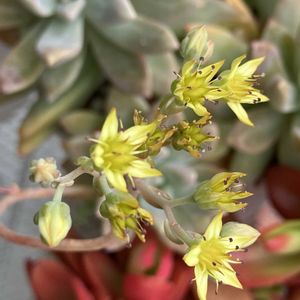 ベゴニア,ダイギンリュウ,多肉植物,挿し木,シュウレイの花の画像