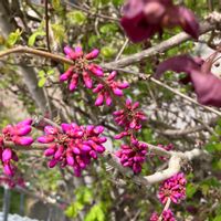 ハナズオウの画像