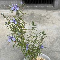 ローズマリーの画像