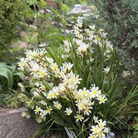 イキシア,キュンキュン乙女倶楽部,花の16年組♡,小さな庭の画像