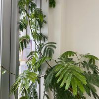 エバーフレッシュの画像