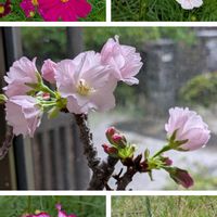 コスモス,ネジバナ,桜 あさひやまの画像