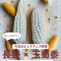 とうもろこし,伝統野菜,野菜のある暮らし,野菜遺産,野菜遺産PROJECTの画像