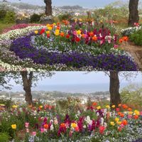 チューリップ,チューリップ,チューリップ,ヒナギク,ヒナギクの画像