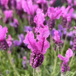 フレンチラベンダー,フルーツトマト,お花の大好きな愛犬です,バーバスカムサザンチャームの花芽,愛犬も食べれる野菜を作りますの画像