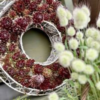 チオノドクサ,レモータ,デルフィニウム オーロラ ライトブルー,多肉植物,癒しの画像