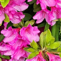 アザレア,アザレアの画像