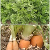 ニンジン,キャロリア,種から,モニター,PRの画像