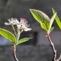 カマツカ,ナンテン,西洋カマツカ,鎌柄,ナンテン(南天)の画像