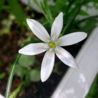 オーニソガラム,オーニソガラム(オオアマナ),かわいいな♡,花のある暮らし,庭のお花の画像