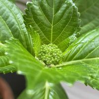 ニオイバンマツリ,紫陽花が好き♡の画像