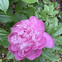 アマリリス,チューリップ,薔薇,クスノキ,芍薬の画像