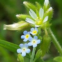 アメリカフウロ,キュウリグサ,テントウムシ,ハコベ,ちっちゃいさんの画像