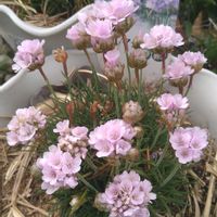 アルメリア,アルメリア アルマダ,小さな花,ピンクワールド,SDGsの画像