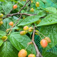 サクランボの画像