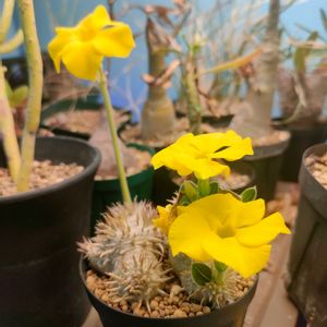 パキポディウム・デンシカウレ,多肉植物,実生,開花,成長記録の画像