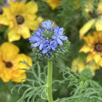 シラー,ギリア,カマッシア,フリチラリア アクモペタラ,お庭の画像