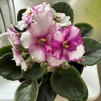 セントポーリア,2のつく日は斑入りの日,斑入り見つけ隊♪No36の画像