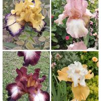 ジャーマンアイリス,シャクヤク,ウラシマソウ,芍薬,多肉の寄せ植えの画像