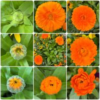 キンセンカ,サンジソウ,多肉植物,鉢植え,ビタミンカラーの画像