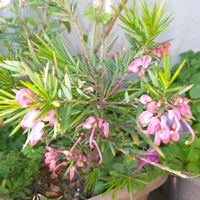 グレビレアの画像