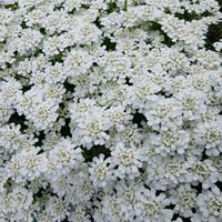 イベリス,GSアダルトチームの画像