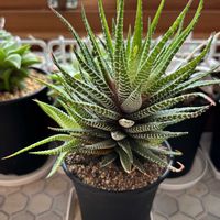 ハオルチア,十二の巻,硬葉系ハオルチア,多肉植物,鉢植えの画像