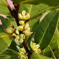 アザレア,ミヤコワスレ,エリゲロン,月桂樹のお花!!,こぼれた種からの画像