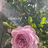 カラー,オルレア,バラ レイニーブルー,クレマチス篭口（ろうくち)の画像