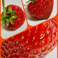 イチゴ,サボテン,ツツジ,森村万年草,キンセイマルの画像