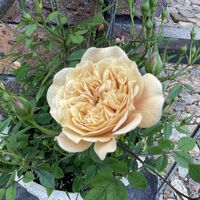 シレネ・スワンレイク,メアリーローズ,モカ,モカ,薔薇 ローズポンパドールの画像