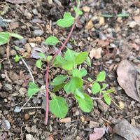 スイカズラの画像