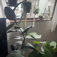 チランジア,グリーンネックレス,ベゴニア,モンステラ,オリヅルランの画像